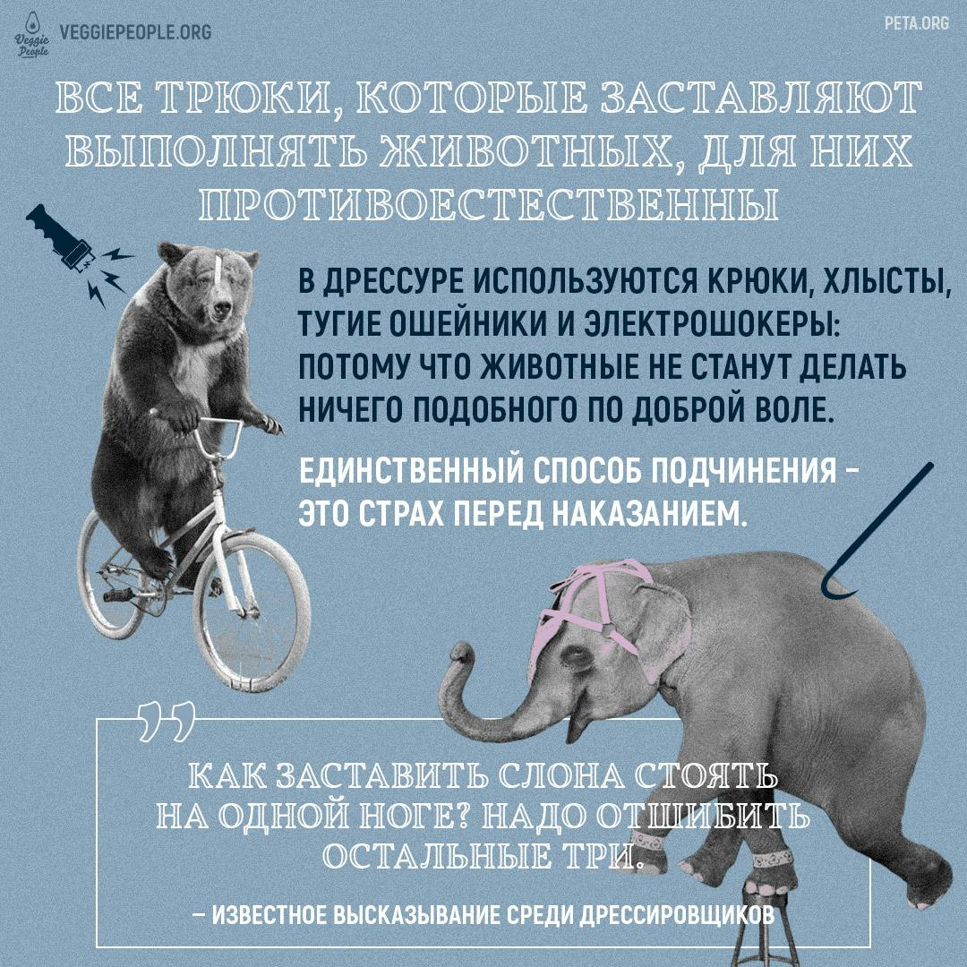 "Boycott animal circuses!" infographic